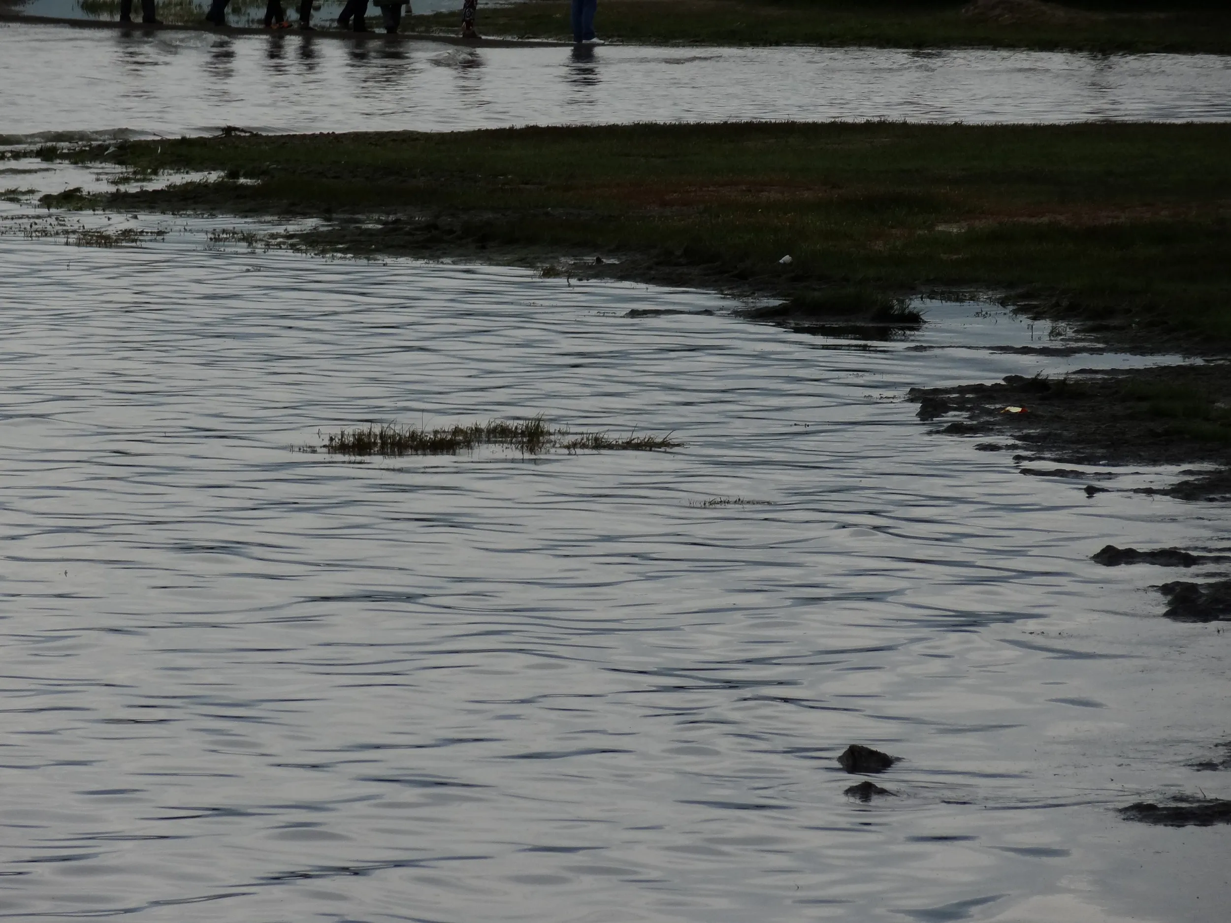 水生植物が生える湖岸