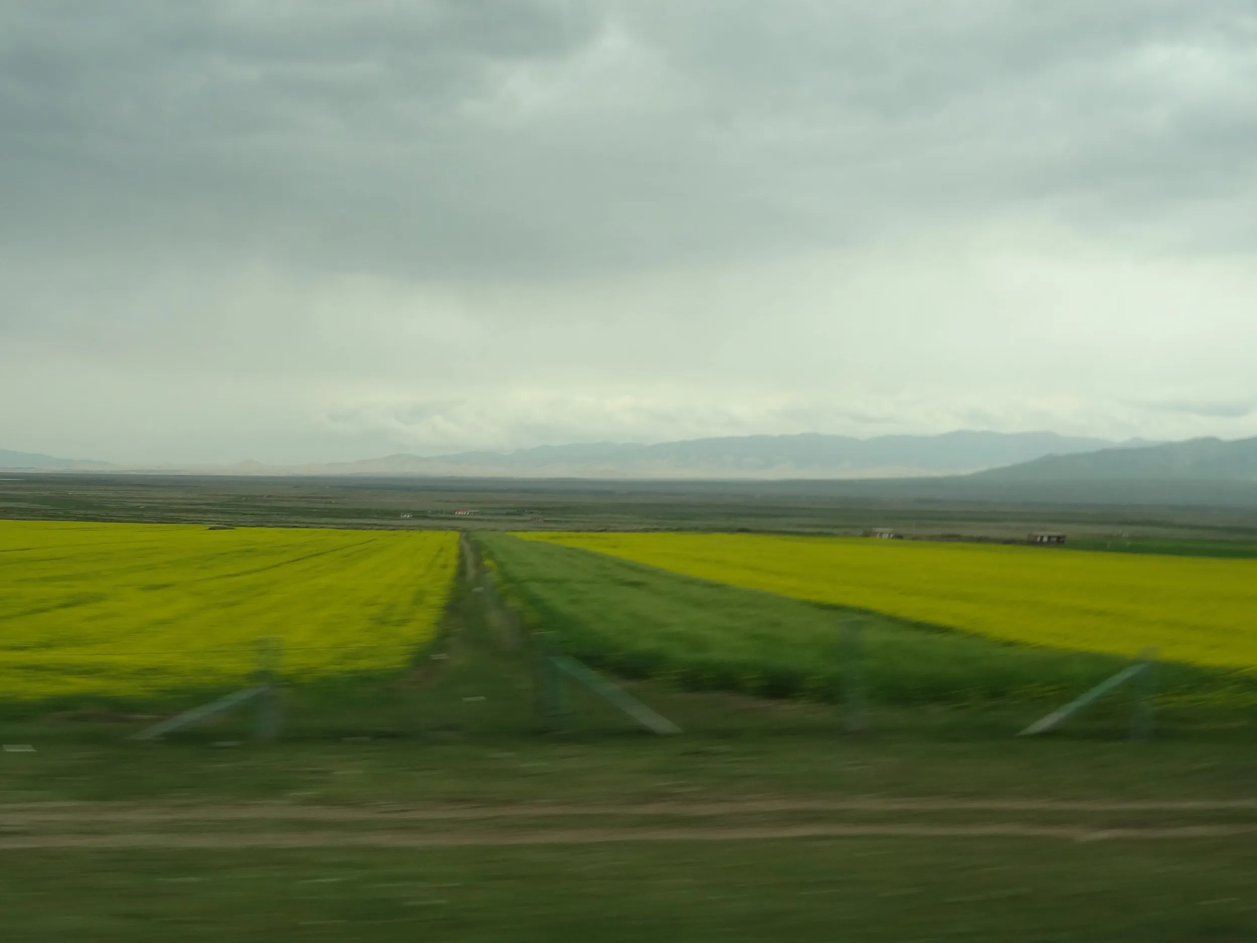 一面の菜の花畑の車窓風景
