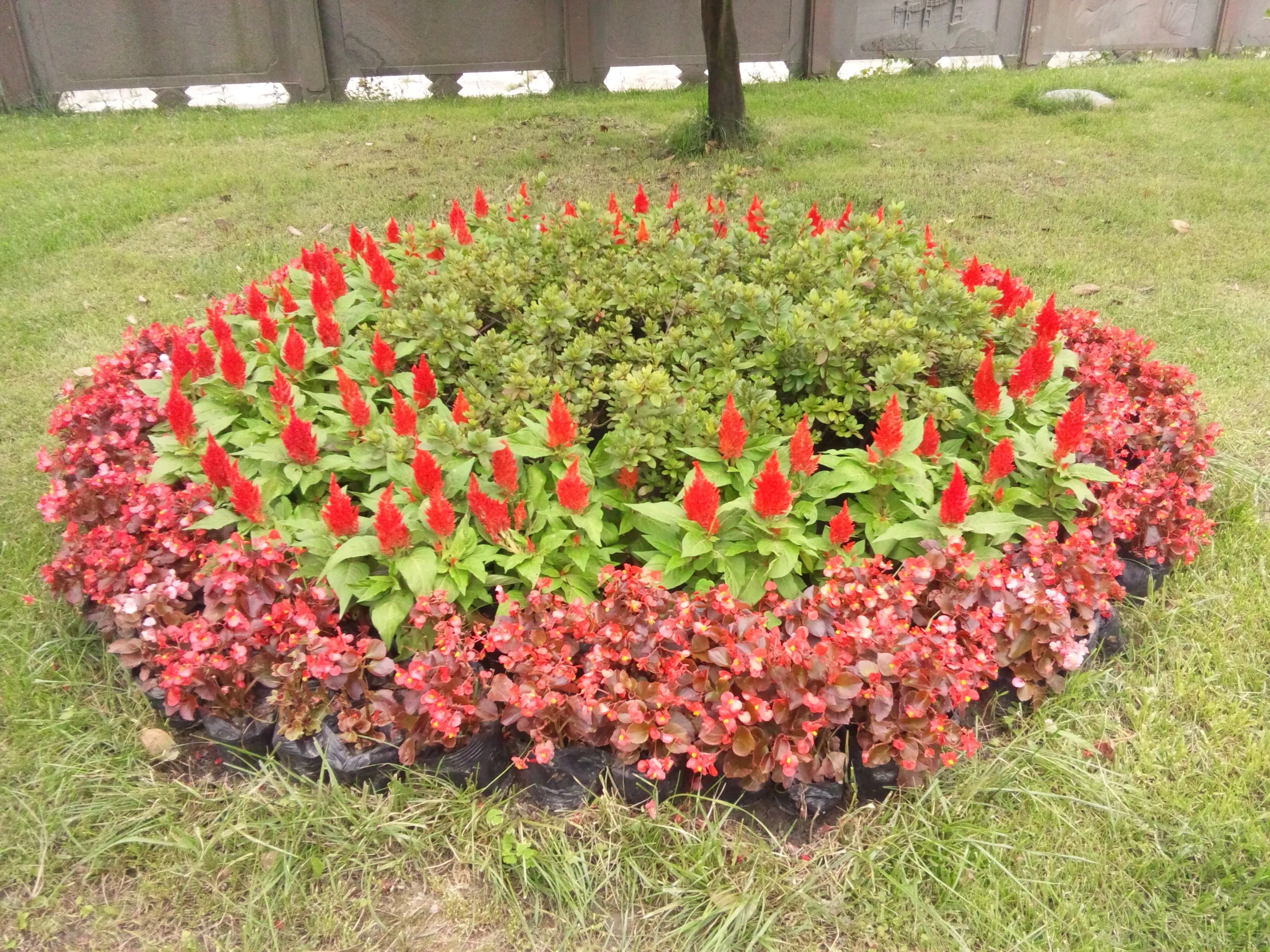 公園内に咲く花