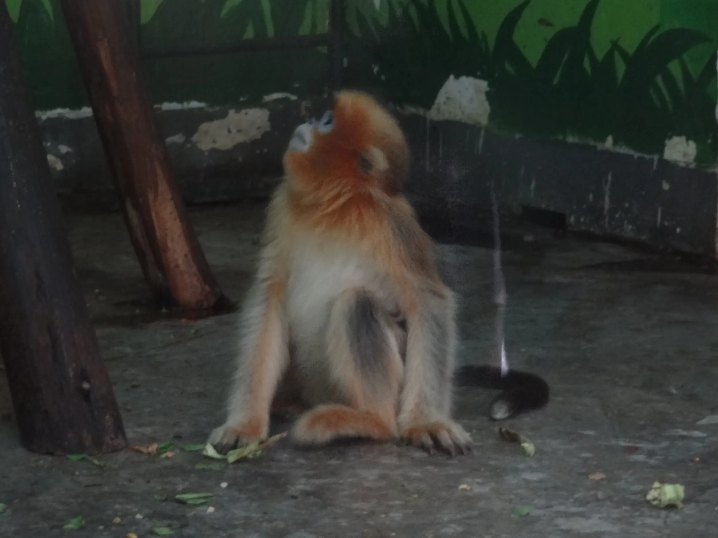 金絲猴(金糸猴・キンシコウ)