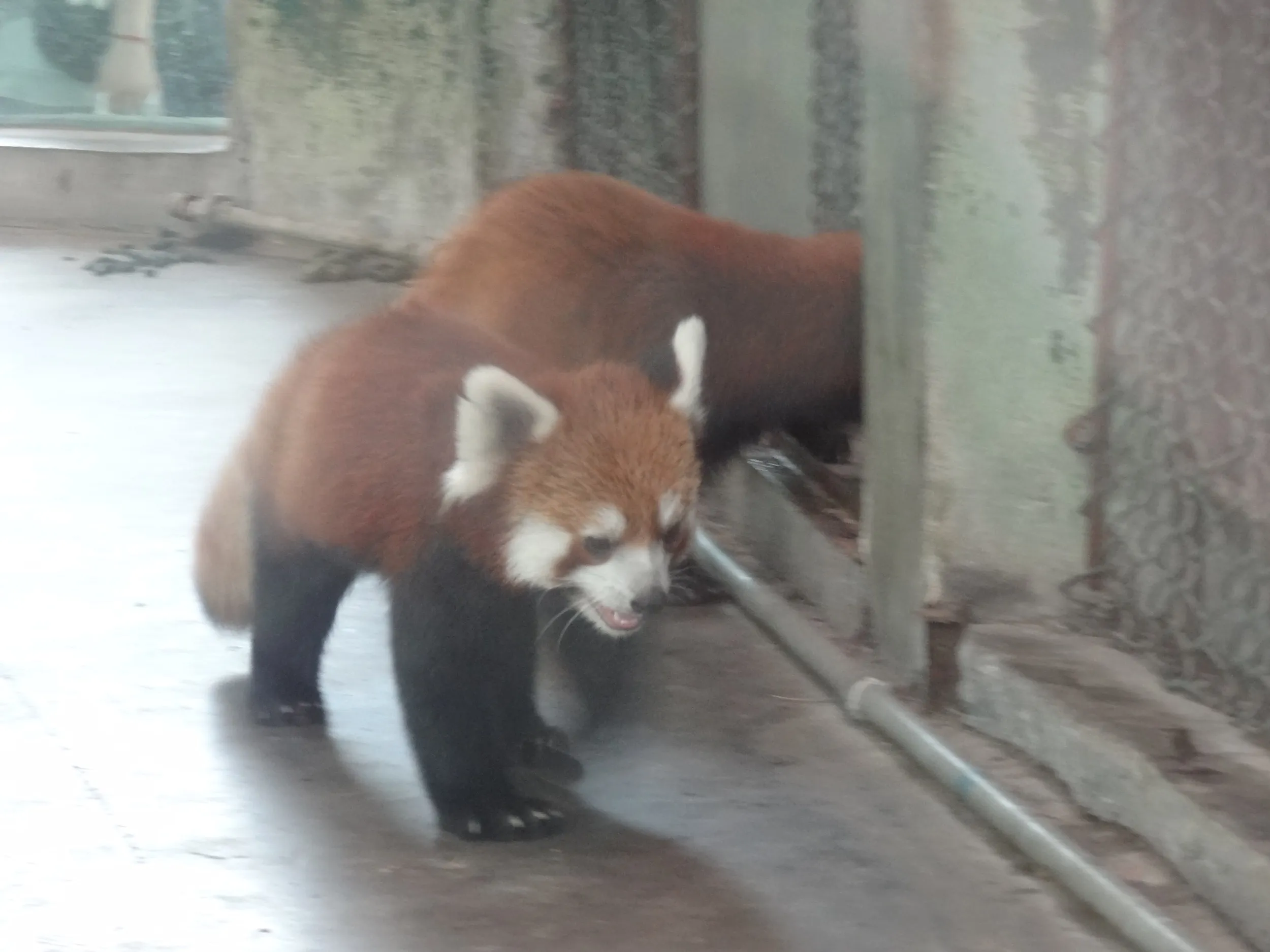 レッサーパンダ