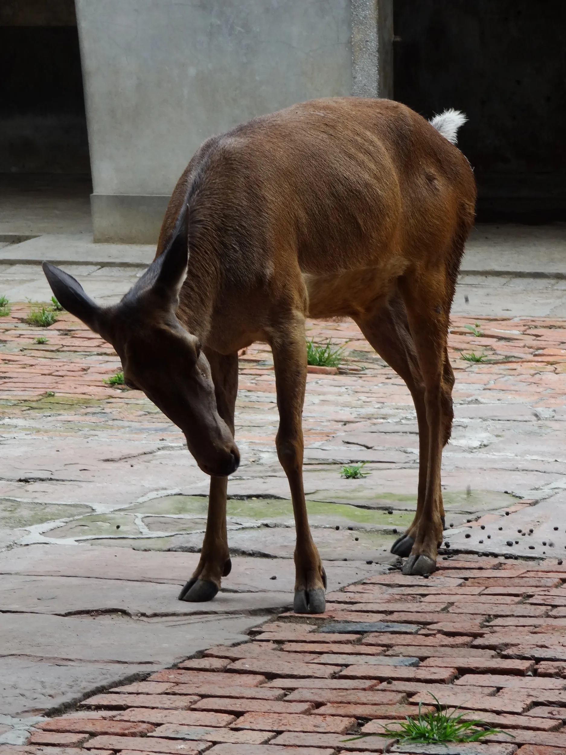 麋鹿(シフゾウ)