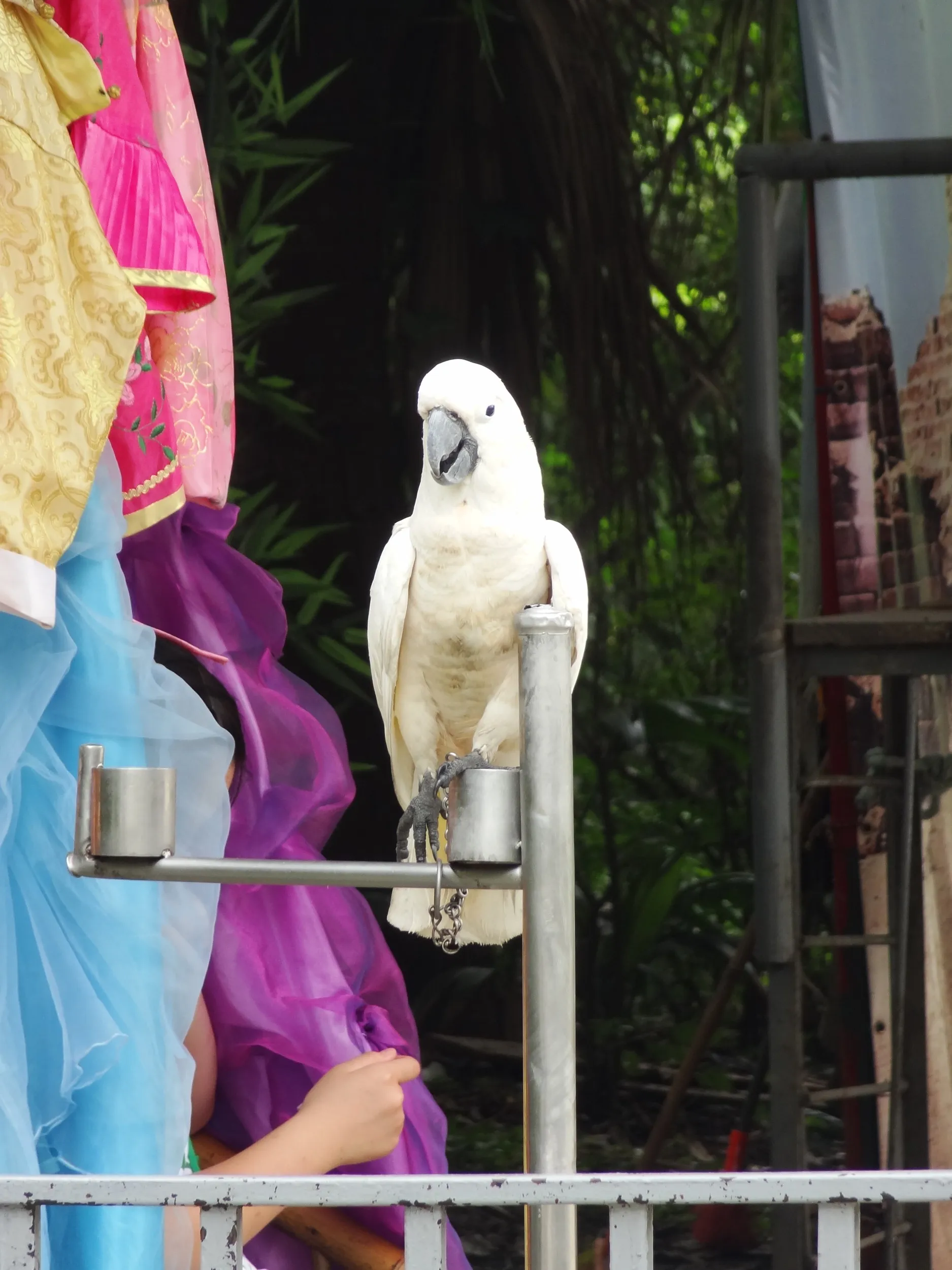 オウムと記念撮影