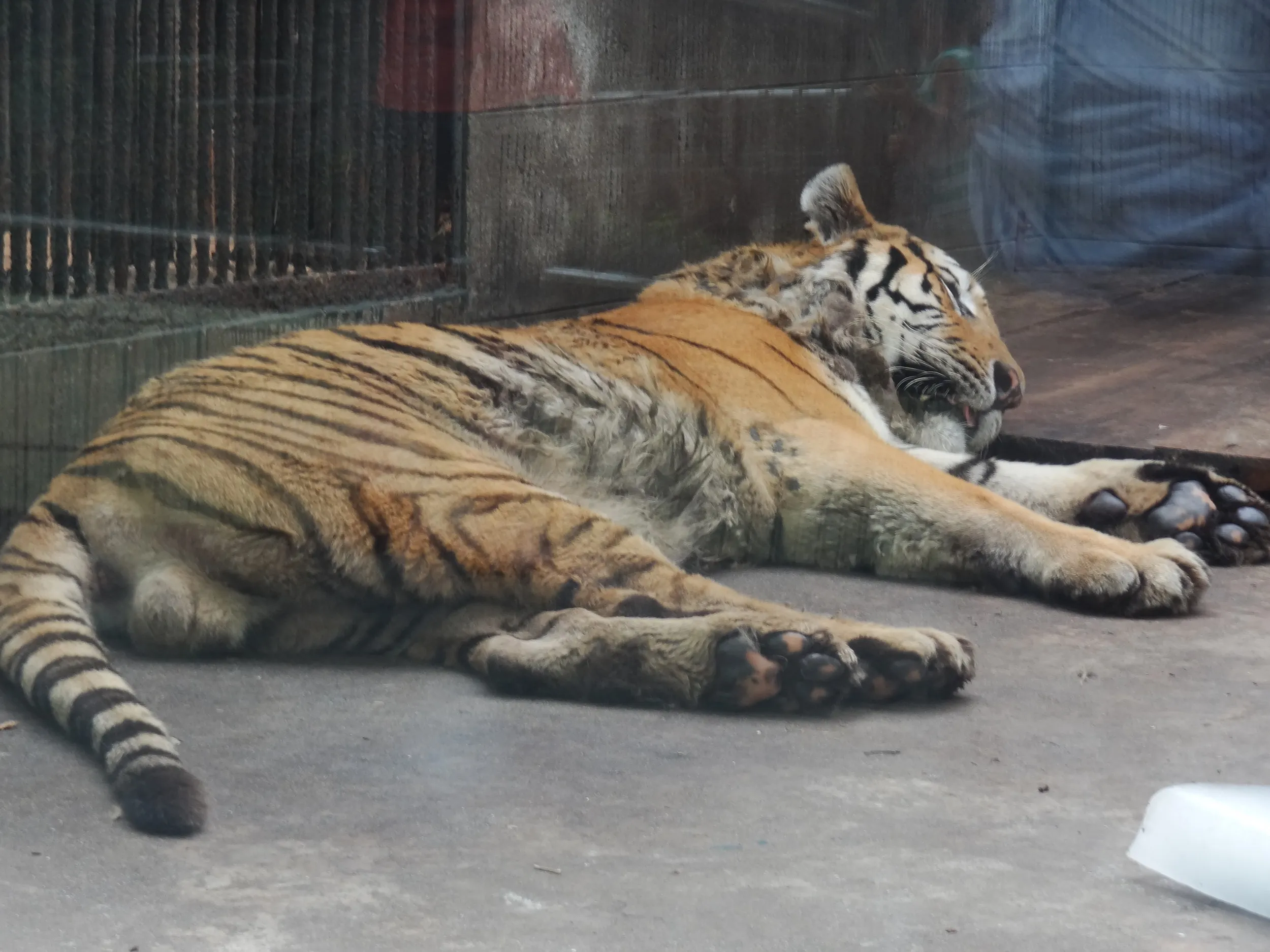 東北老虎(アムール虎)