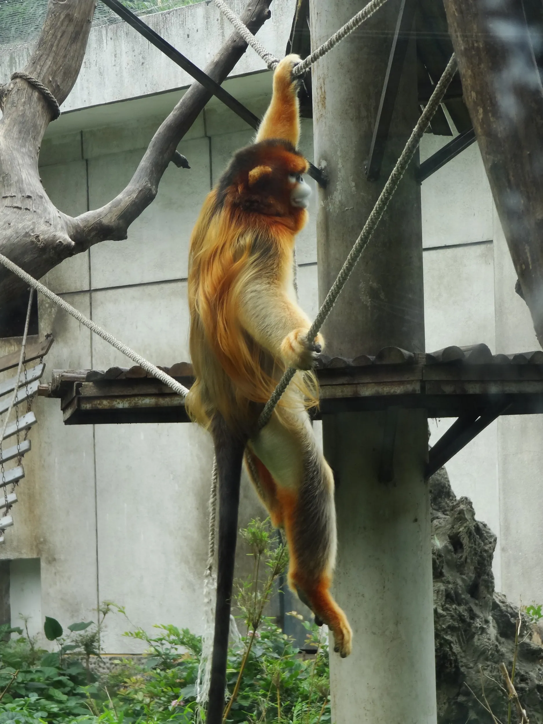 金絲猴(金糸猴・キンシコウ)