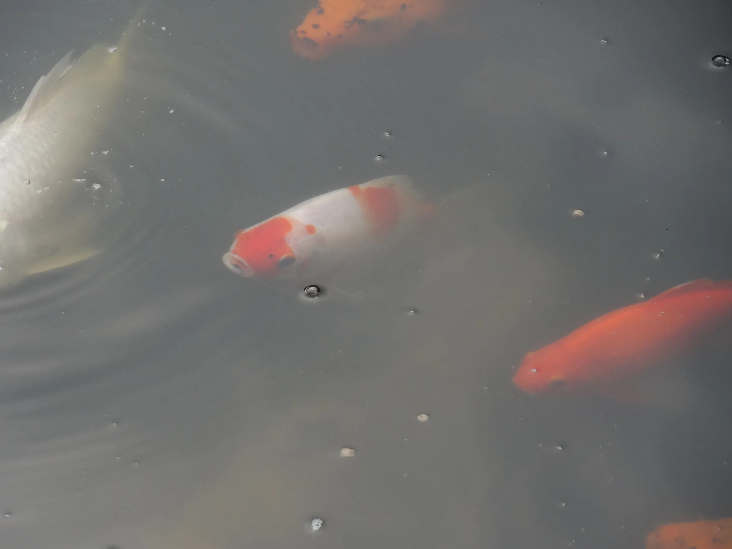 池で泳ぐ鯉、フナ