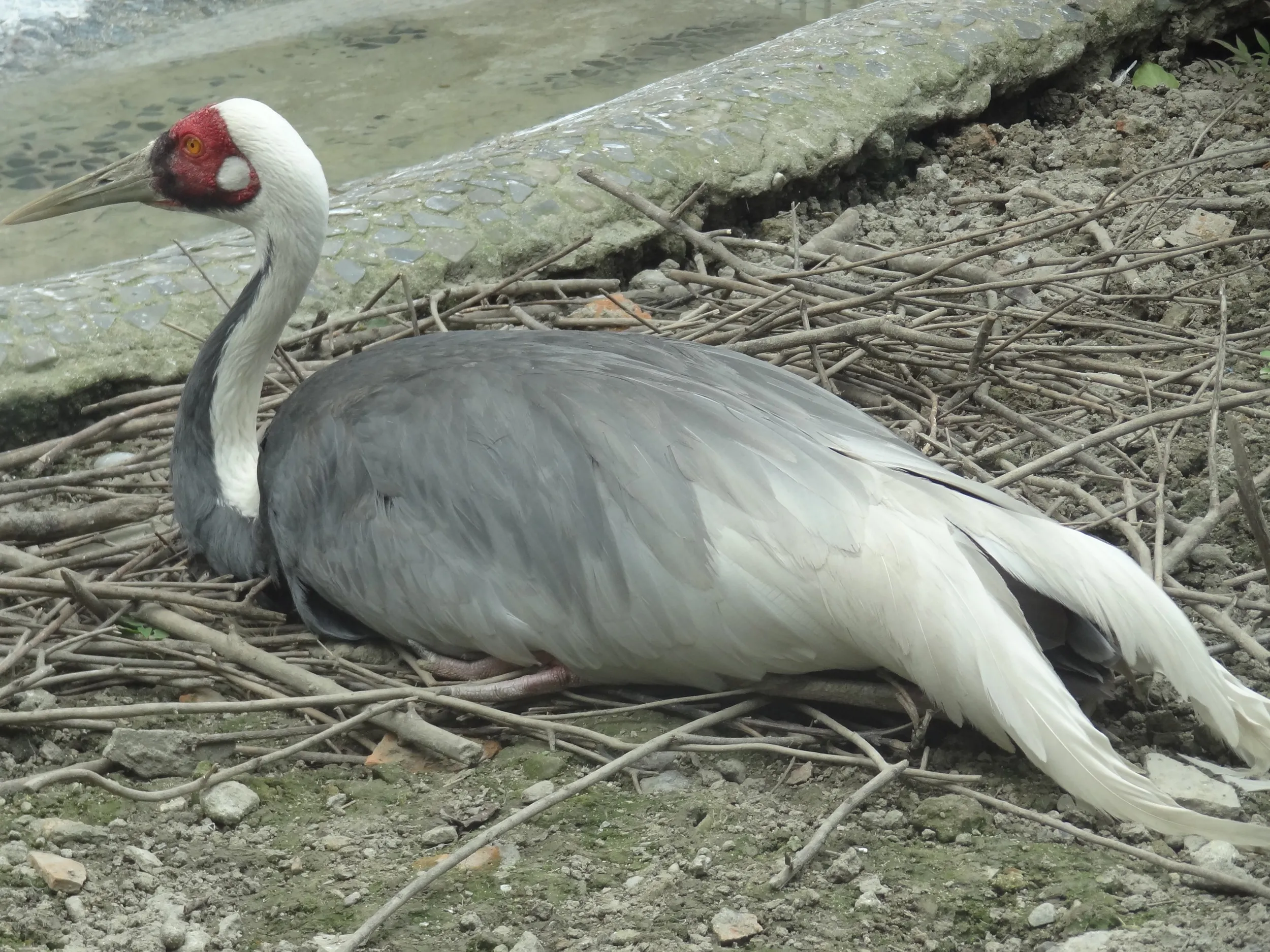 百鳥苑の朱鷺(トキ)