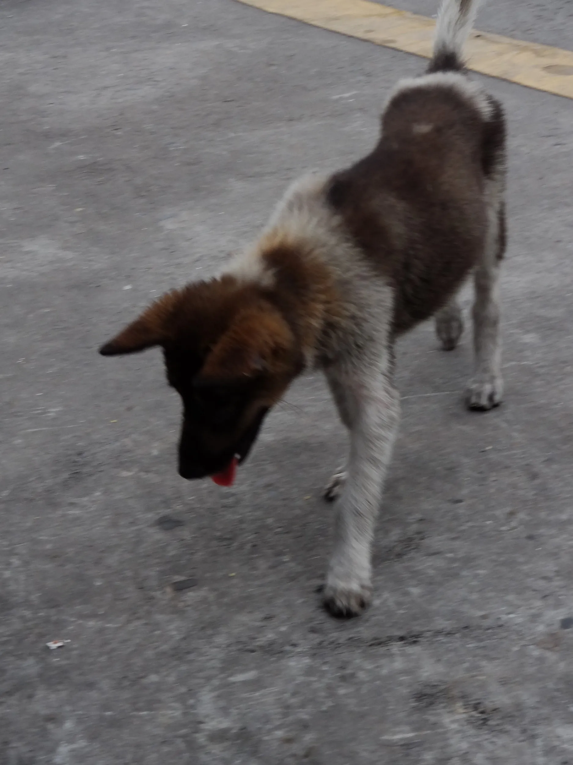 休憩所で見かけた犬