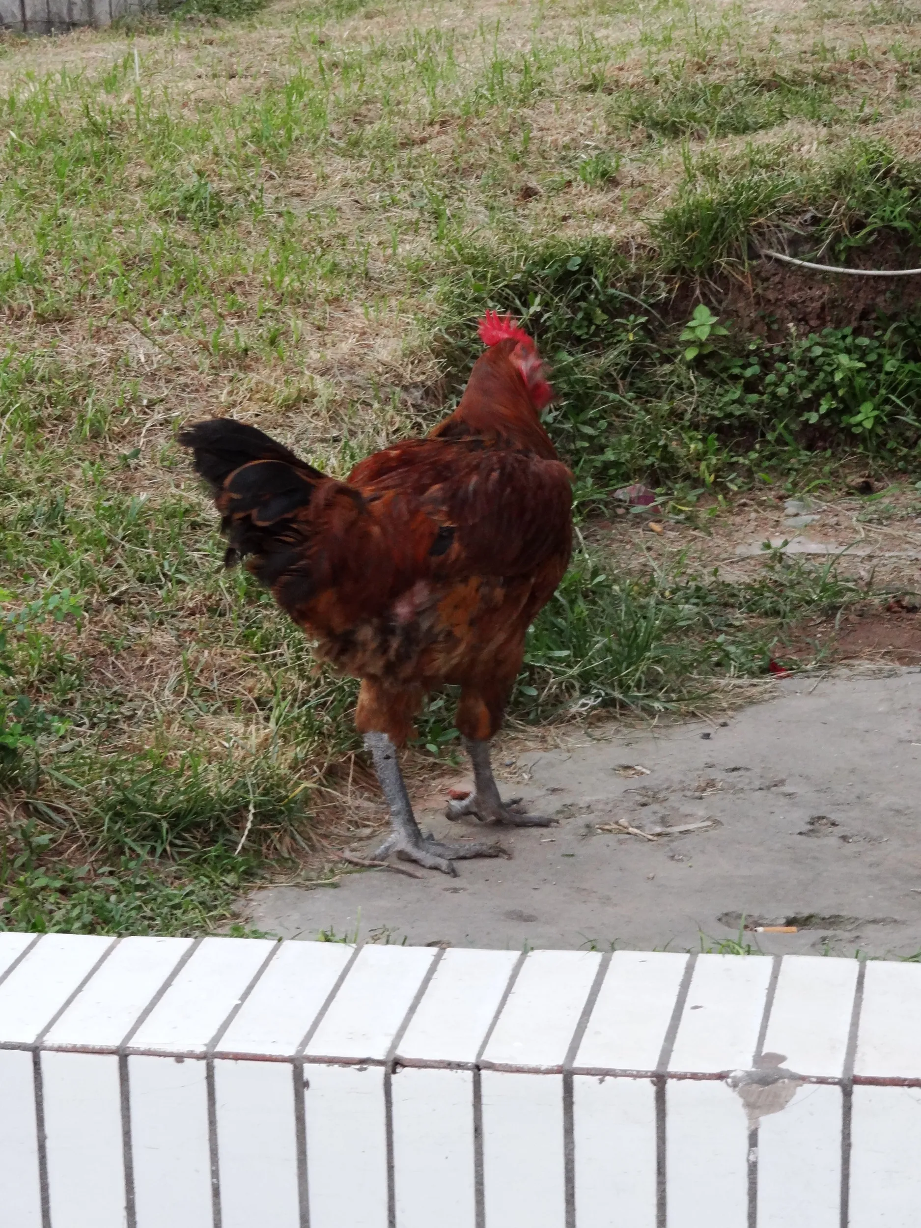 休憩所で見かけた鶏
