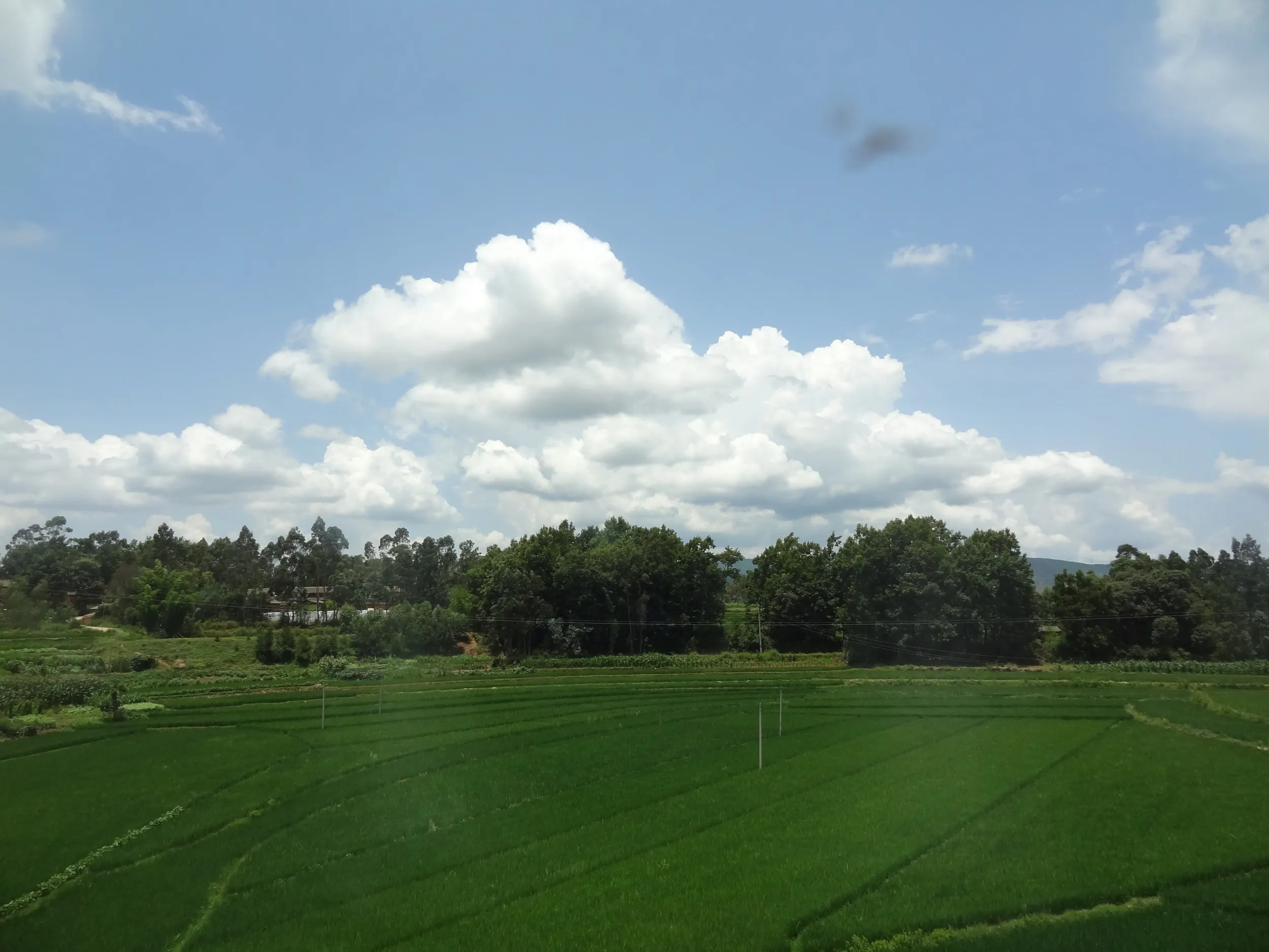 のどかな田園風景