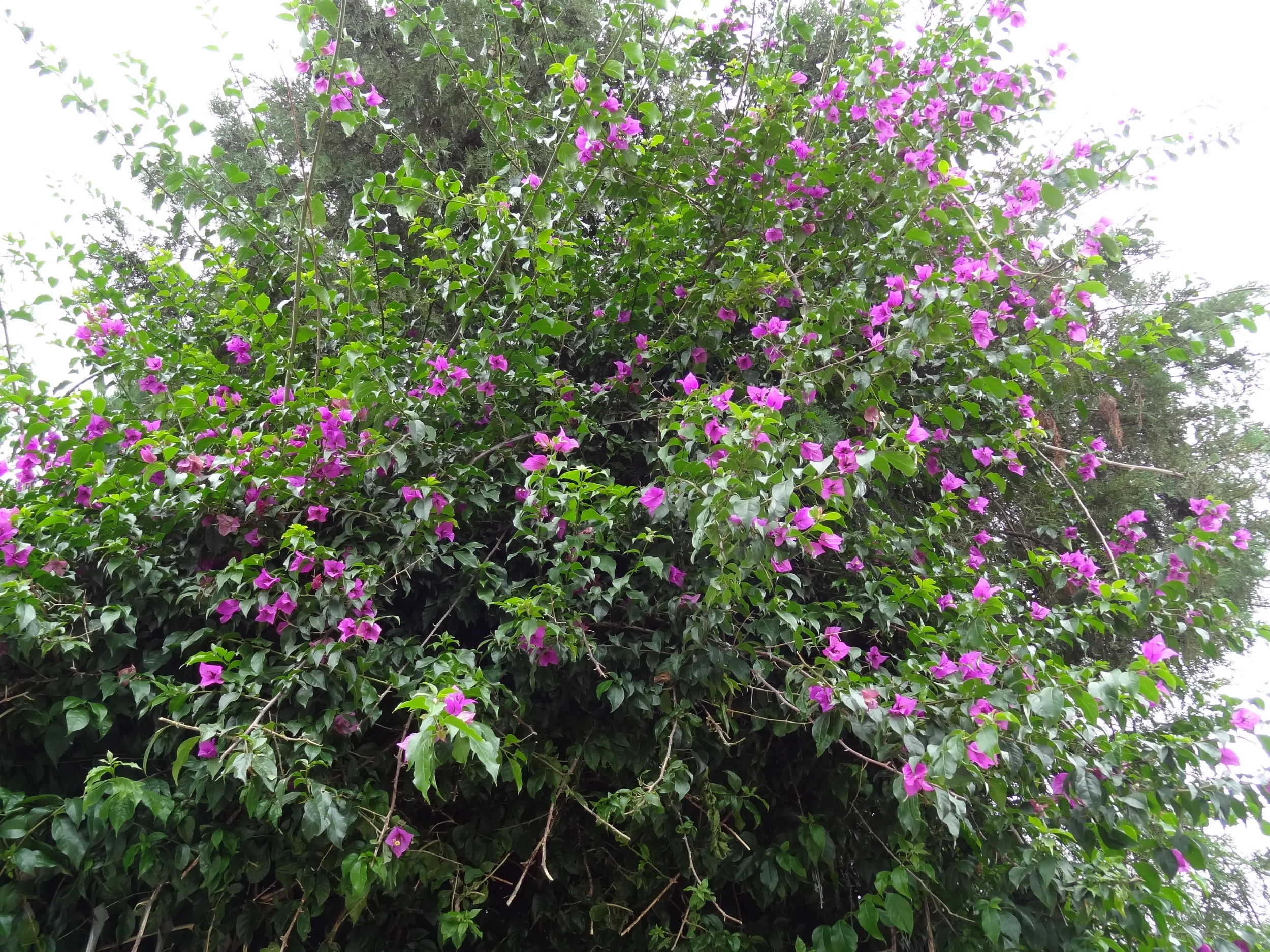 小学校の校庭に咲く花