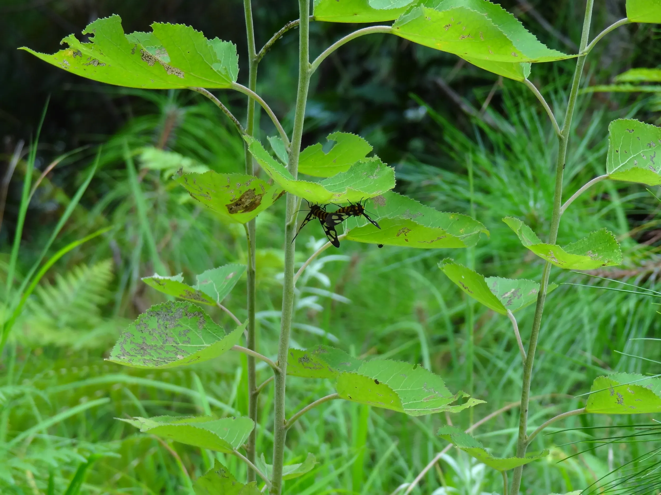 蒼山で見た昆虫