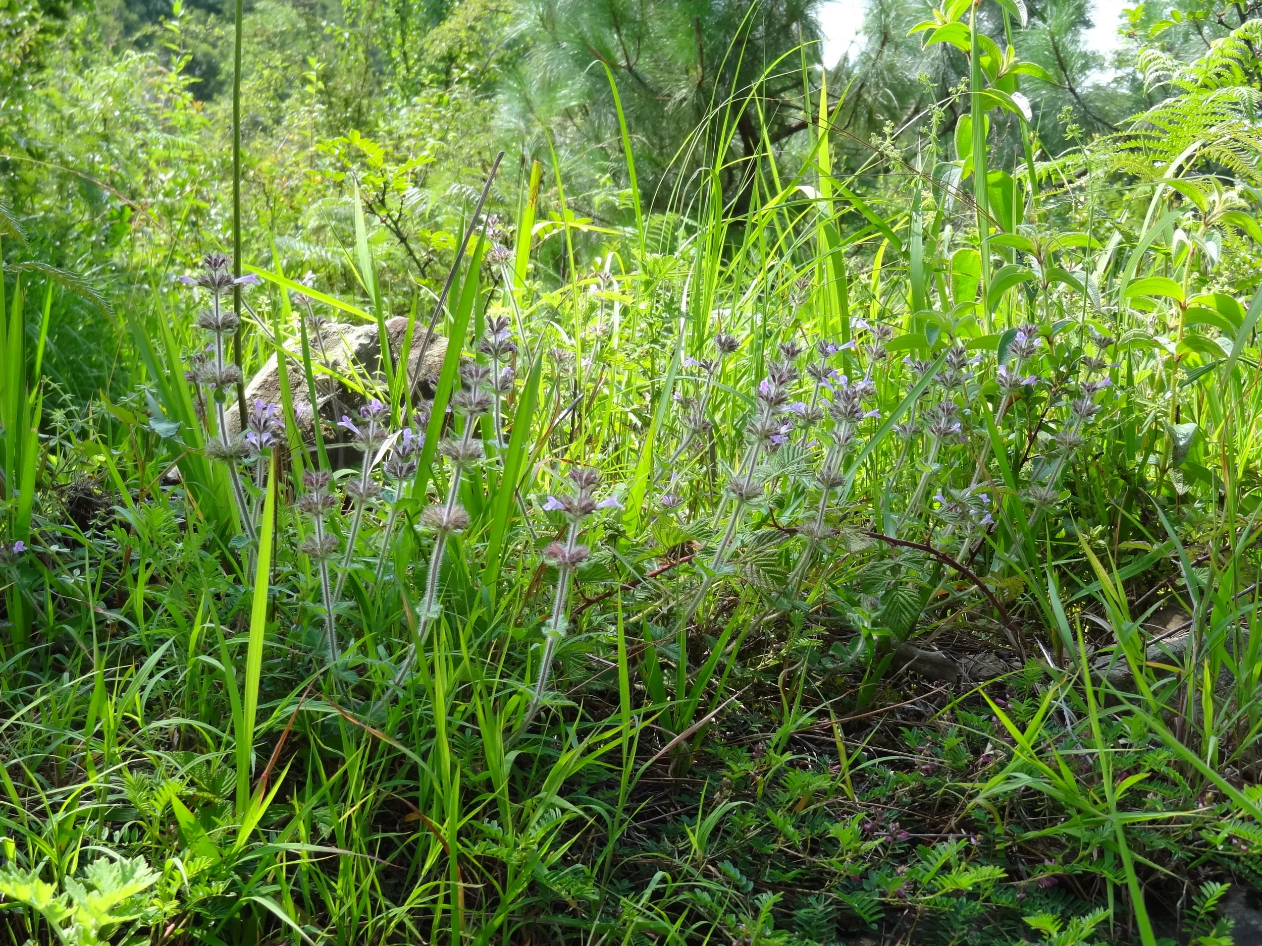 蒼山の野に咲く花