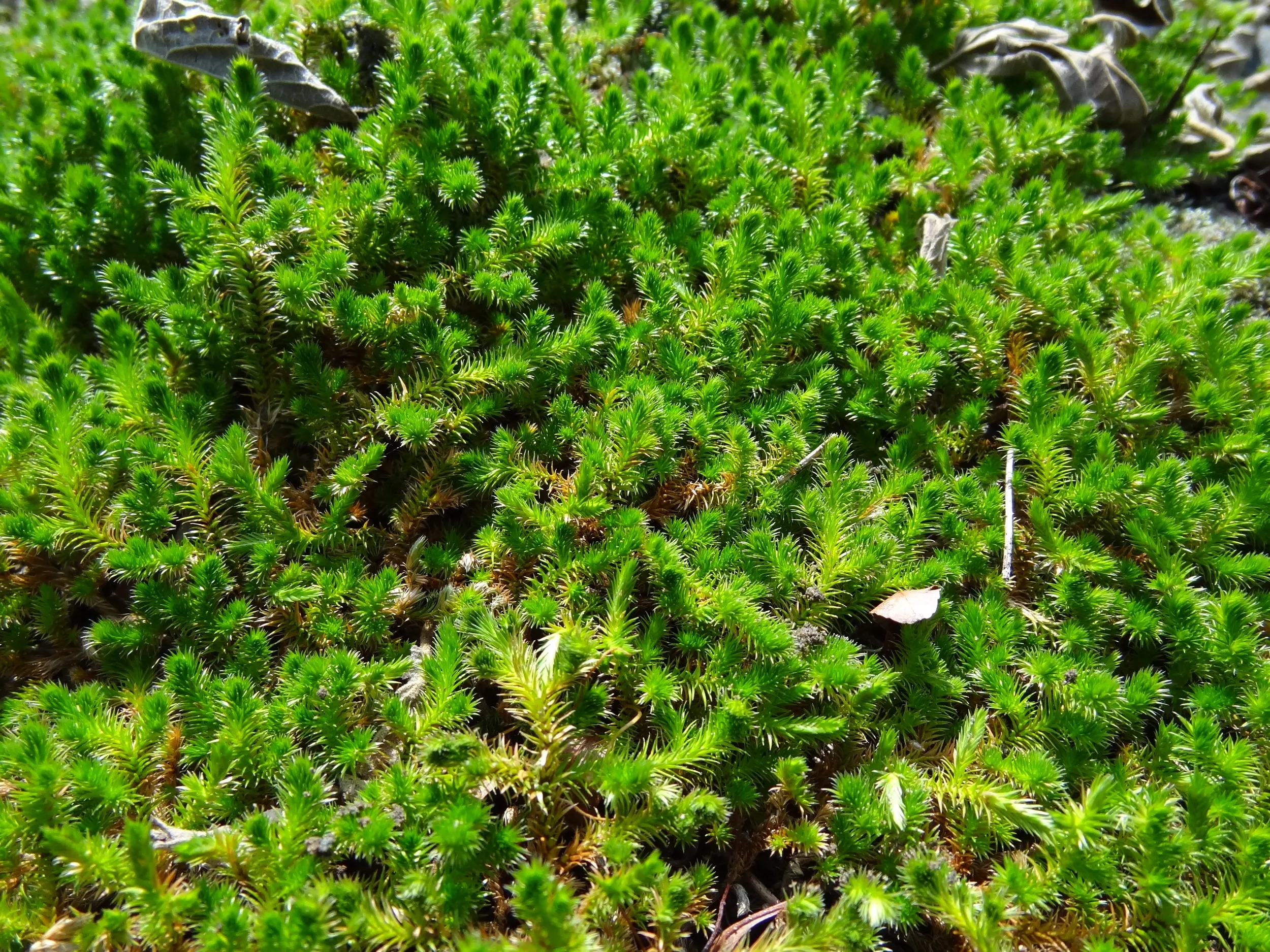 蒼山の桃渓谷に自生している苔