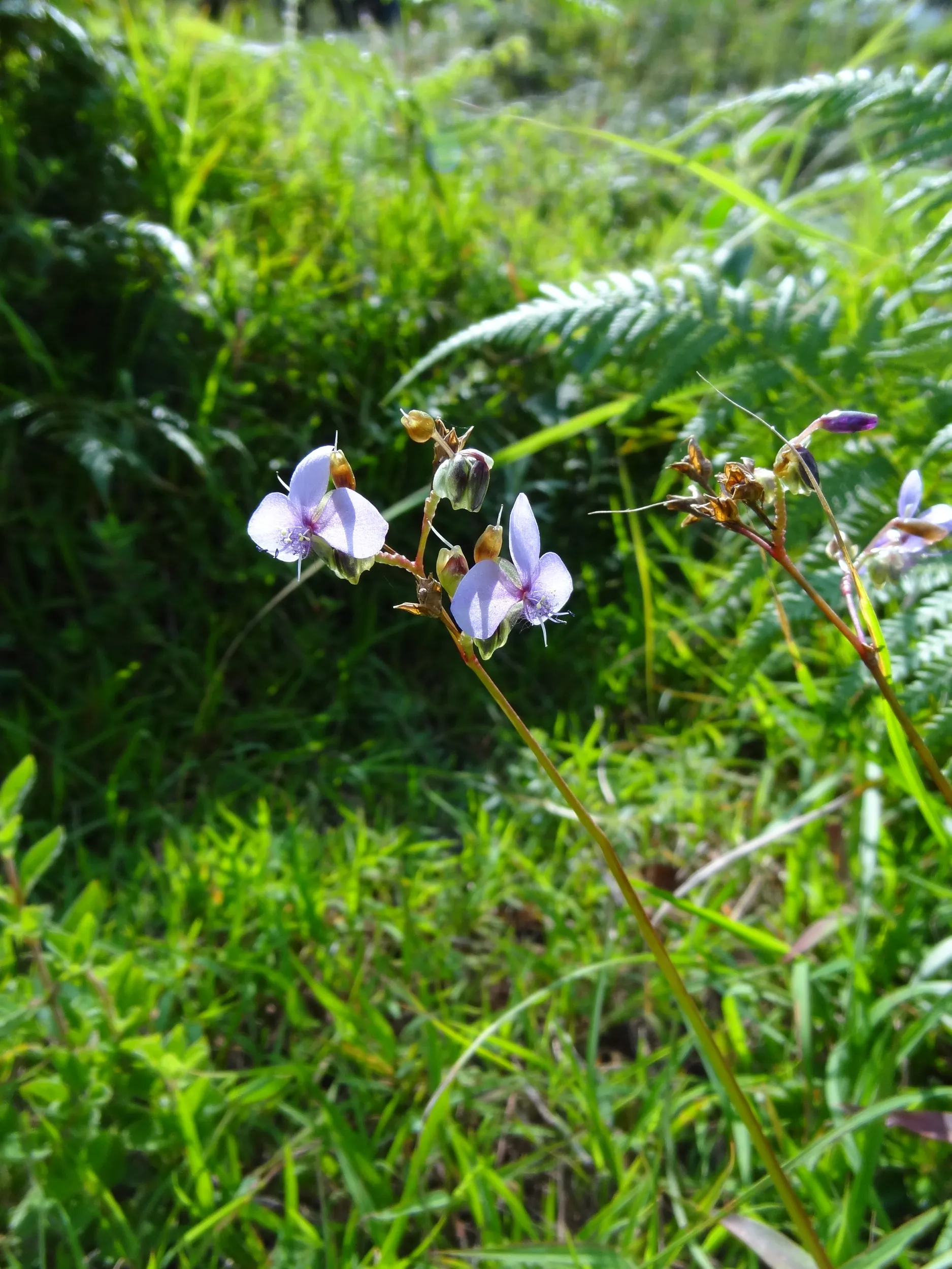 蒼山の桃渓谷で見た花
