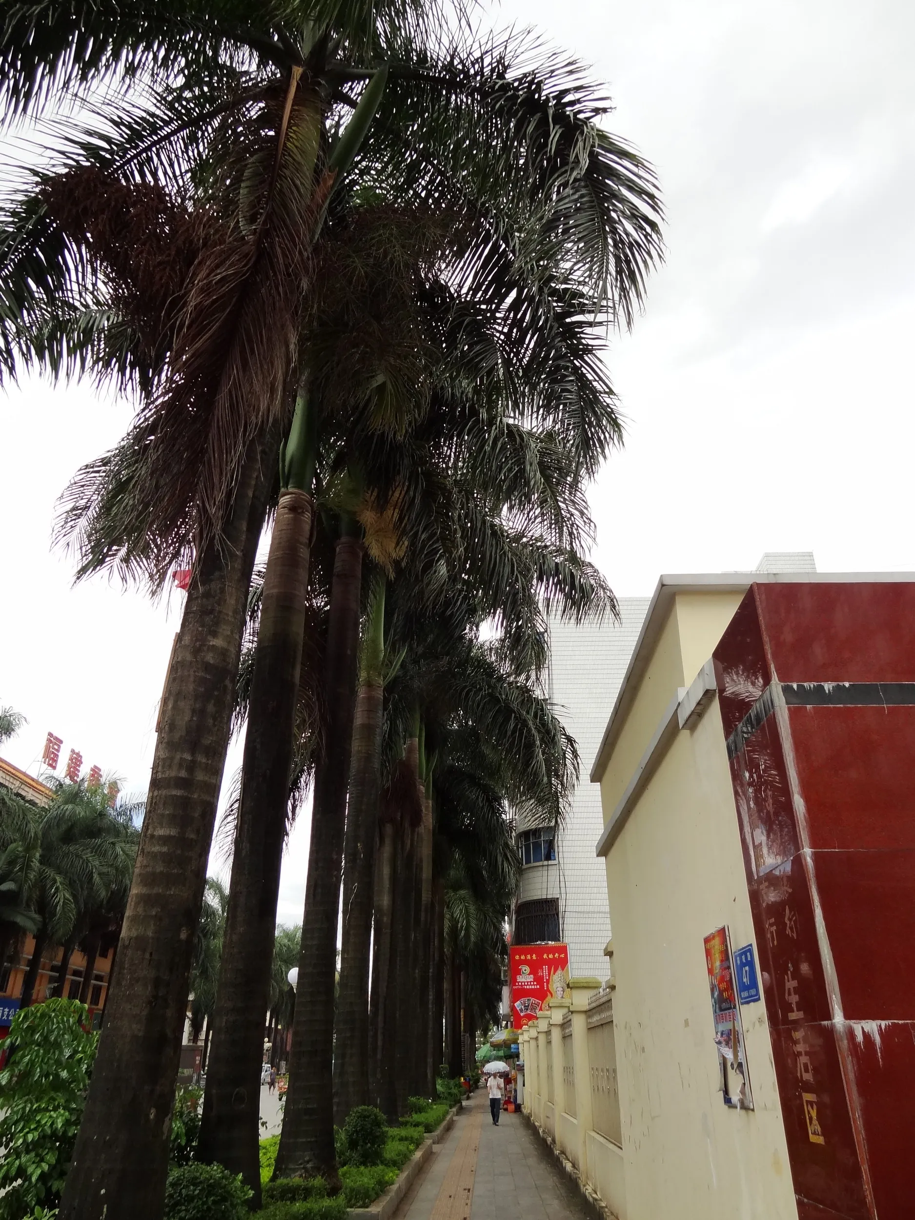 街路樹のカナリーヤシ