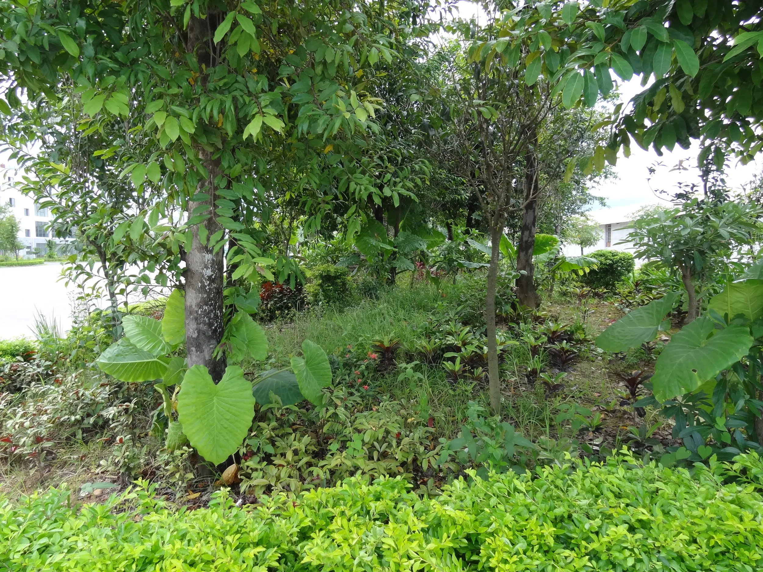 街路樹の傍に生えているイモの葉っぱ