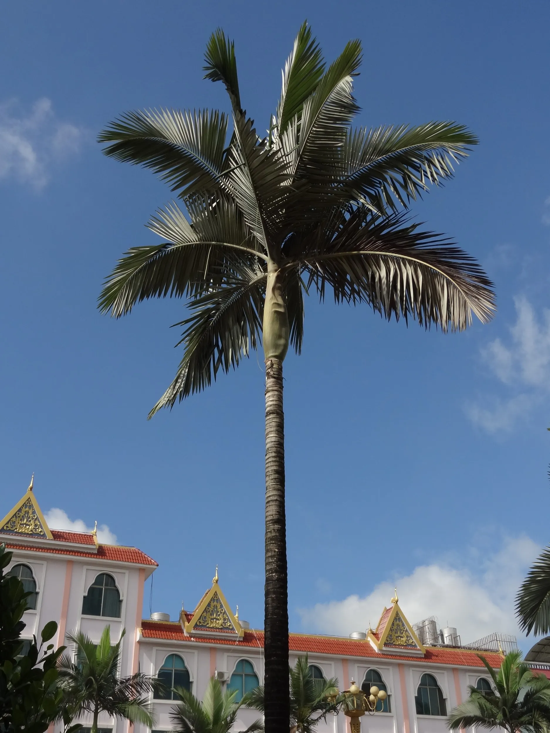 カナリーヤシっぽい南国の街路樹