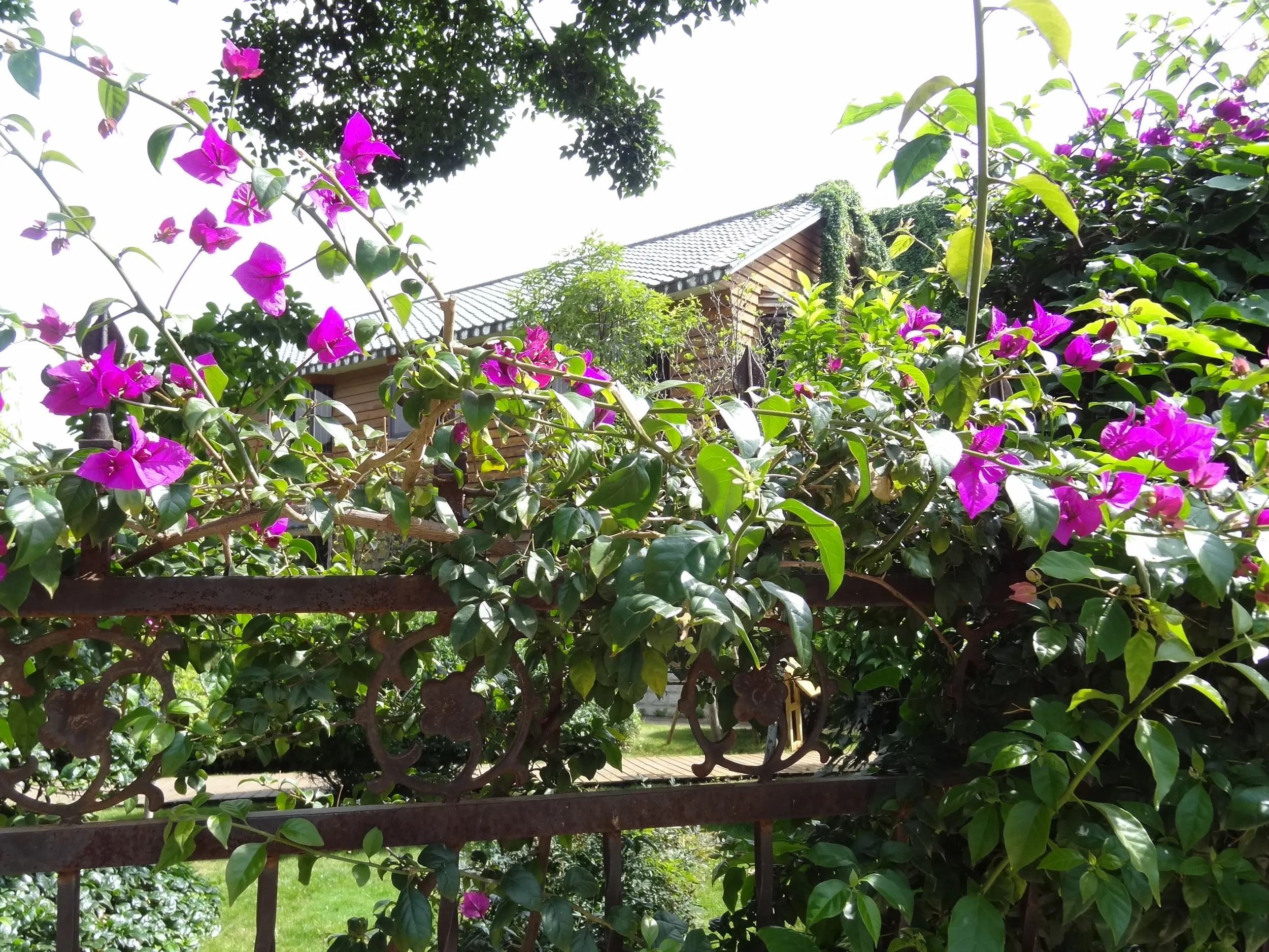 博物館傍の家屋と花
