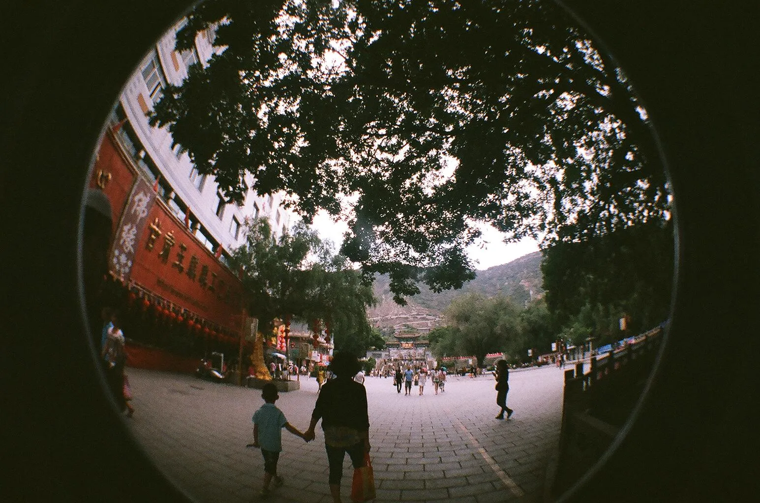 五泉山公園付近の槐（エンジュ）の大樹をLomoのFisheye2で撮影